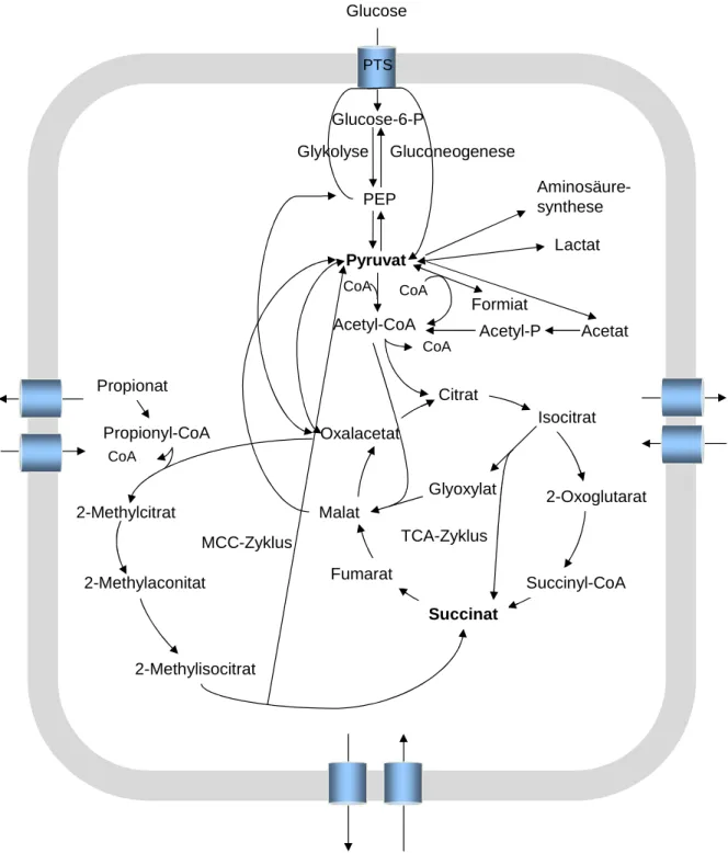 Abb. 1:  Carbonsäure-Stoffwechsel  in  C. glutamicum  und  E. coli,  wobei  die  Zusammenhänge  der  Glykolyse, des Tricarbonsäure (TCA)- Zyklus, des Glyoxylatzyklus und des Methylcitrat (MCC)-Zyklus  gezeigt sind