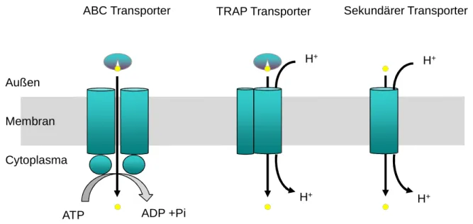 Abb. 2: Vergleich von TRAP Transportern mit den primär aktiven ABC Transportern und den sekundär  aktiven Transportern