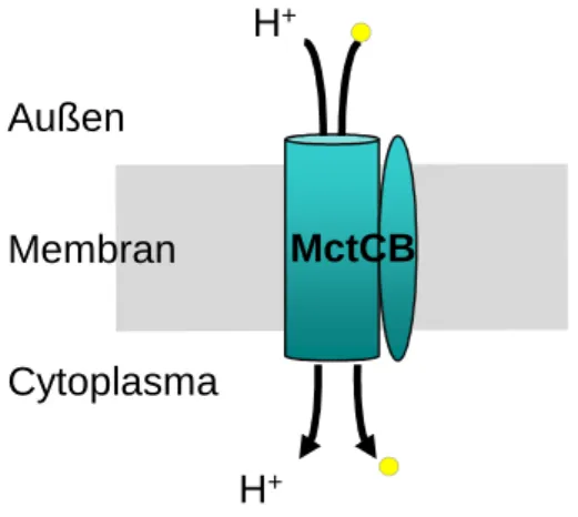 Abb. 3: MctCB aus C. glutamicum, ein Aufnahmesystem für Pyruvat, Propionat und Acetat