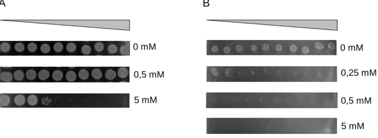 Abb. 4:  Wachstum  von  E.   coli  MG1655  (WT)  auf  LB-  (A)  bzw.  M9-  (B)  Gradientenplatten  mit  unterschiedlichen Bromopyruvatkonzentrationen (0-5 mM)