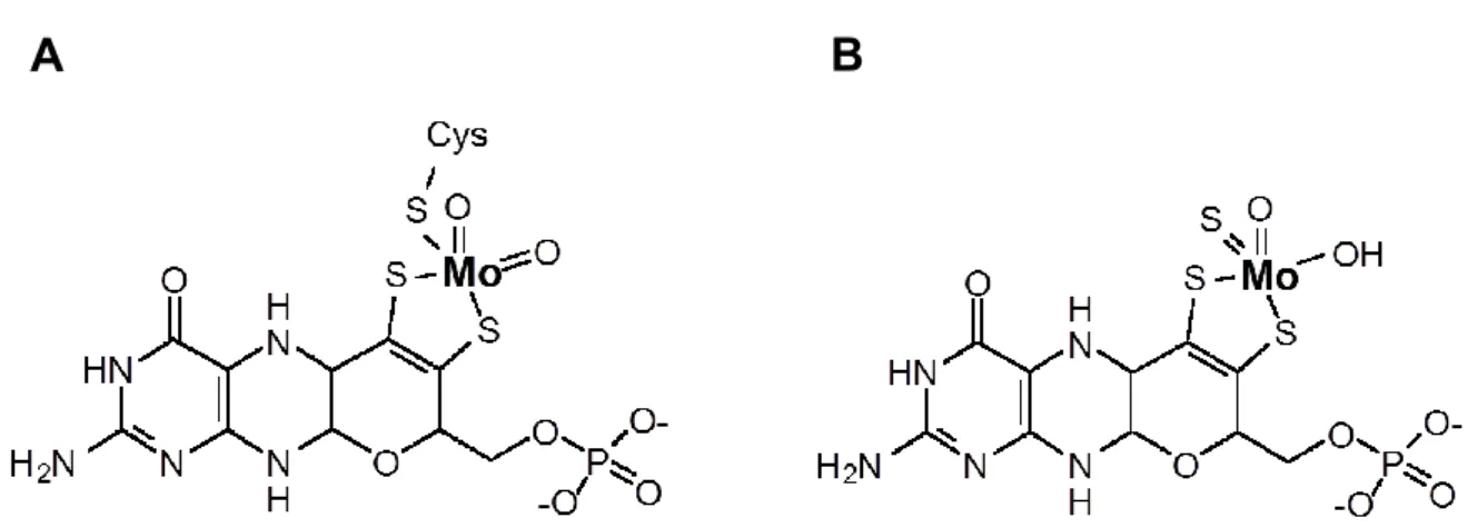 Figure  1.1  Structures  of  two  eukaryotic  types  of  Moco.  Within  eukaryotic  enzymes,  Mo  is  either  (A)  covalently  connected  to  a  conserved  cysteine  or  (B)  non-covalently  bound  to  the  protein  and  instead  exposing  a  third  termin