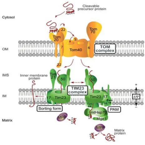 Figure  1.6  Mitochondrial  import  of  pre-sequence  containing  precursors.  Proteins  containing  a  cleavable pre-sequence are imported by TOM and two forms of TIM23 complexes