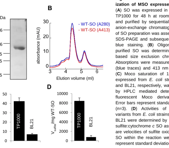 Figure  2.2  Purification  and  character- character-ization  of  MSO  expressed  in  E