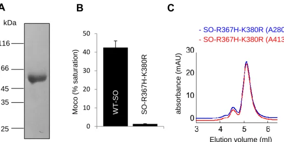 Figure 2.4 Characterization of a Moco-deficient mutant variant of SO. (A) SO-R367H-K380R  was  expressed  in  E
