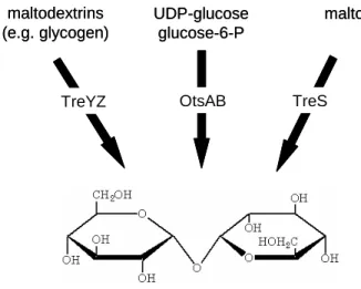 Figure 2: Trehalose synthesis pathways in C. glutamicum, according to Wolf et al., 2003