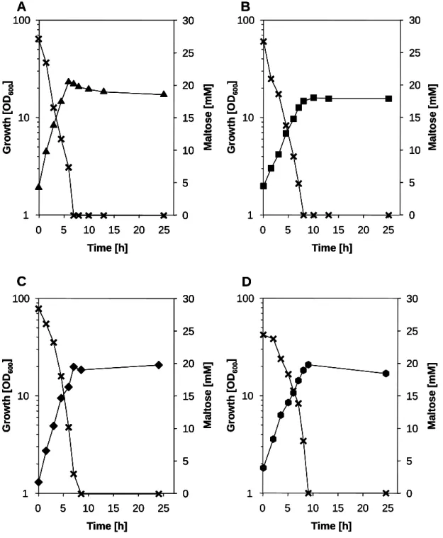 Figure 14: Growth of C. glutamicum strains in minimal medium with 1% maltose. Growth of: 