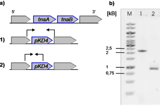 Abbildung 3-1:  PCR  Nachweis  von  pKD4-  tnaAB.  a)  Organisation  des tnaAB-Clusters  im  Genom  und  nach Rekombination  mit  pKD4  mit  eingezeichneten  Bindestellen  der  benutzten  Primer  für  die  in  Teil  b)  gezeigten PCR-Produkte