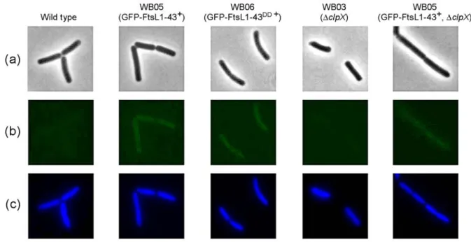 Figure 3.3:  Localisation of the putative FtsL cleavage product. Shown are images of (a) phase contrast,  (b) GFP fluorescence and (c) DAPI fluorescence of Bacillus subtilis cells