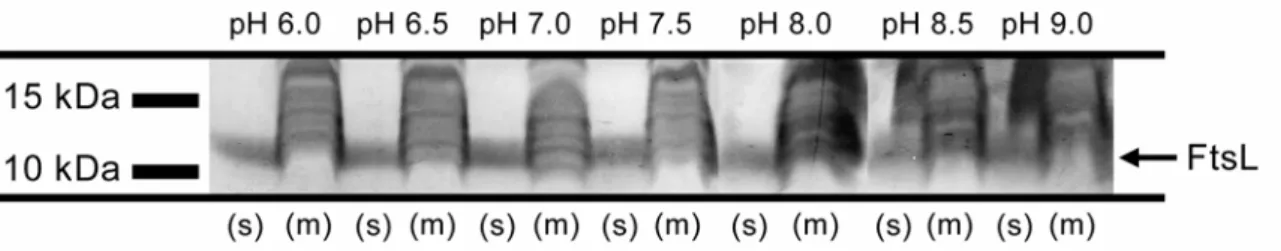 Figure 3.7: Influence of the pH value on FtsL solubilisation with LAPAO. Shown are Western blots of 10 
