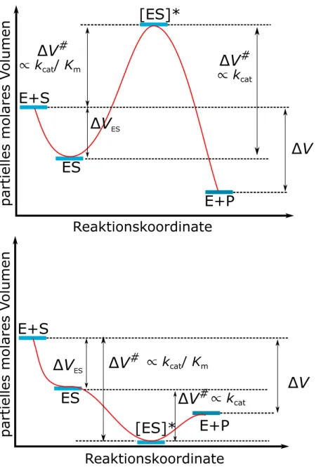 Abbildung 1.3: Volumenprofil einer enzymatisch katalysierten Reaktion. Modifiziert nach den Referenzen