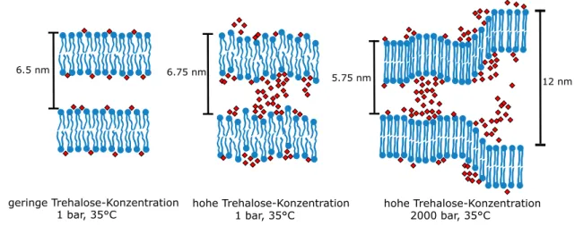 Abbildung 3.7: Schema des multilamellaren Trehalose-DMPC-Systems f¨ ur geringe (0.3 M) und hohe (¨ uber 0.6 M) Trehalose-Konzentrationen.