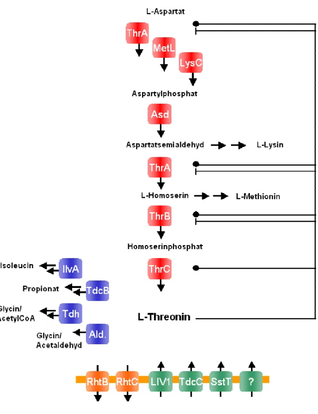 Abb.  1.1:  Schematische  Darstellung  des  Threoninmetabolismus  in  E.  coli.  Enzyme  des  Biosynthesewegs sind rot, die des Katabolismus blau dargestellt