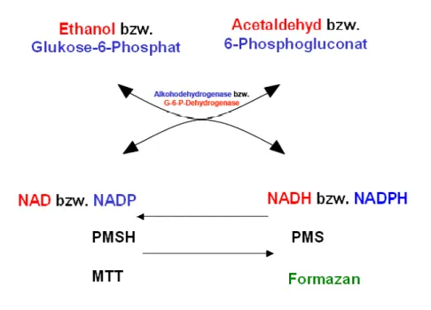 Abb. 2.1: Reaktionsprinzip der Bestimmung von NAD, NADH, NADP und NADPH. PMS(H)  steht  für  5-Methylphenazinium-Methylsulfat,  oxidiert/reduziert