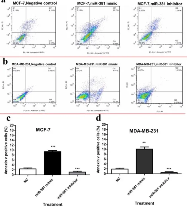 Figure 8: Flow cytometry analysis of annexin-V and propidium iodide (PI) staining of apoptotic cells of  (a) MCF-7 and (b) MDA-MB-231 cells transfected with either miR-381 mimic or its inhibitor compared  to un-treated control (NC)