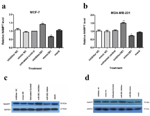 Figure 4: Regulation of NAMPT at mRNA and protein levels via miR-381 mimic transfection