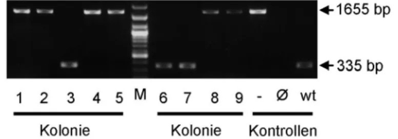Abb. 2-5 Kolonie-PCR nach Austausch von RpsL-neo gegen Kit D814V