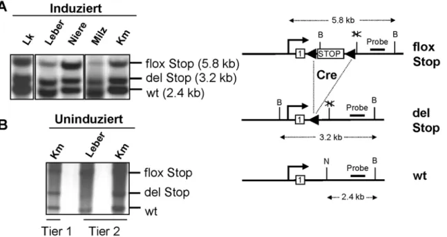 Abb. 2-20 Southern Blot Analyse von Mx1-Cre + / Kit D814Vflox+ Tieren 