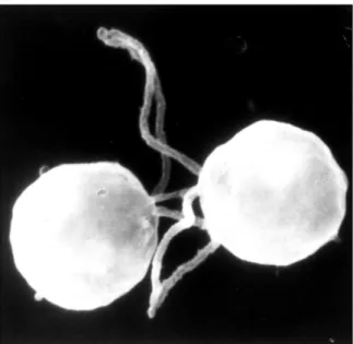 Abb.  1.2:  Zwei  Gameten  von  Chlamydomonas  erkennen  sich  anhand  ihrer  flagellengebundener Agglutinine (EM-Aufnahme von U.W