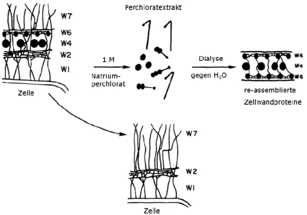 Abb.  1.6:  Schematische  Darstellung  des  self  assembly  von  Glykoproteinen  der  Zellwandschichten  W4  und  W6  von Chlamydomonas  reinhardtii  (nach  G OODENOUGH