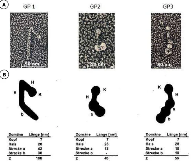 Abbildung 1.7.: Elektronenmikroskopische Aufnahmen der Glykoproteine GP1, GP2  und GP3 von Chlamydonomas reinhardtii (A), darunter Skizzen mit Längenangaben  (B) (nach G OODENOUGH  &amp; H EUSER  1985)