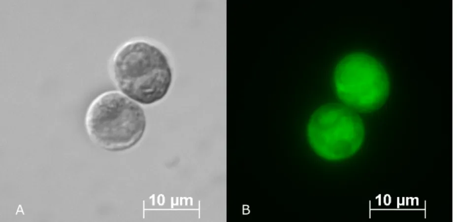 Abb.  2.6:  Ghosts  von  Chlamydomonas  reinhardtii,  inkubiert  mit  GP3+GP2  von  Chlamydomonas reinhardtii und GP1-FITC von Chlamydomonas incerta