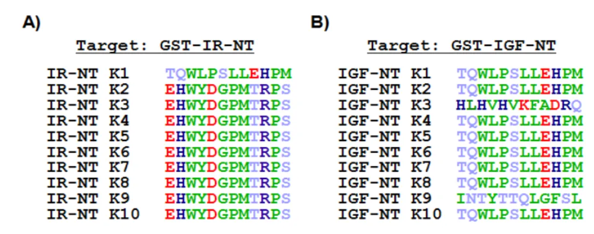 Abbildung 4.7.1: Auflistung der aus dem Phage Display gegen GST-IR-NT und GST-IGF-NT erhaltenen Peptidsequenzen