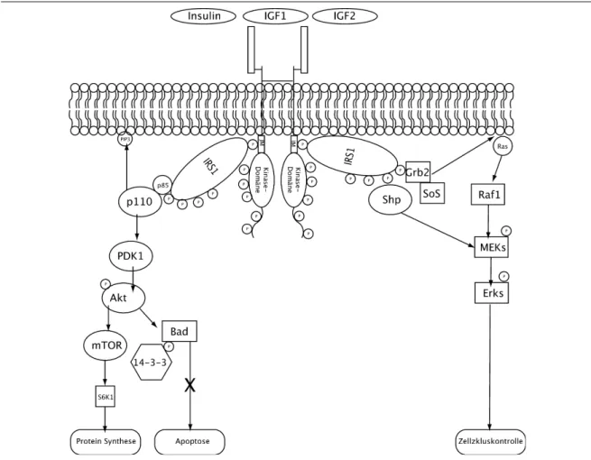 Abbildung 3.4.: Schematische Darstellung der verschieden Signalwege, welche über den IGF-1-Rezeptor gesteuert werden.