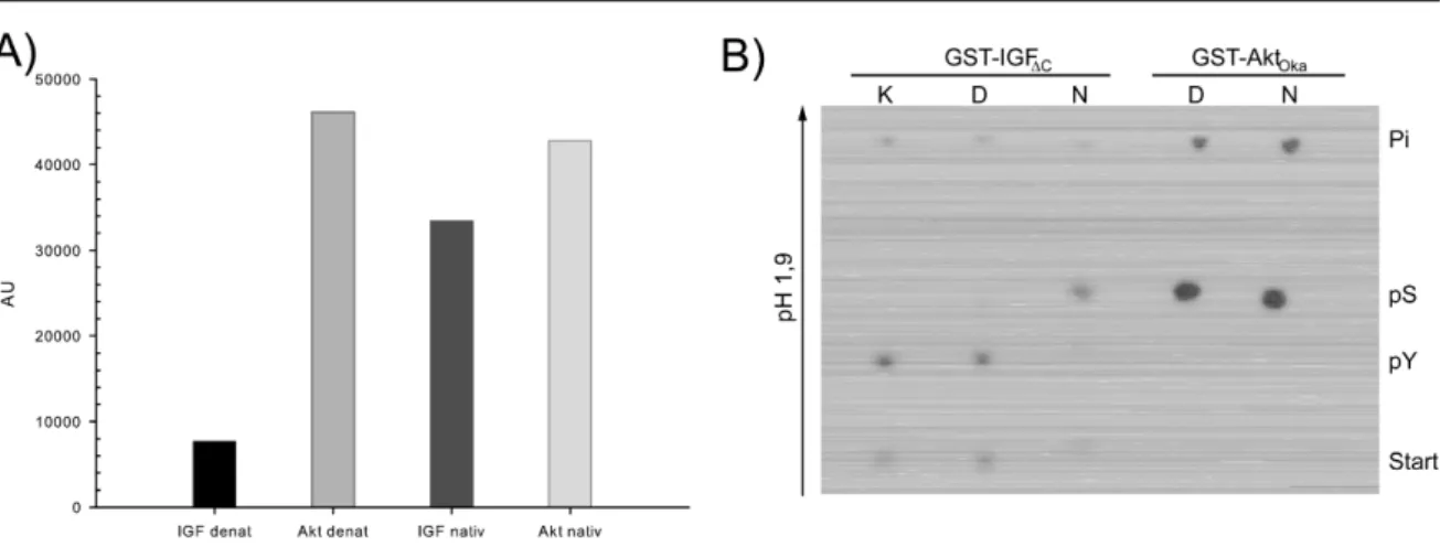 Abbildung 5.7.: Phosphorylierung von GST-PTB 275  im nativen und denaturierten Zustand durch GST- TS- IGF C  und GST-Akt Oca .