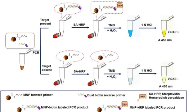 Figure 1: A schematic illustration of the MNP-based PCR coupled with colorimetric enzyme-linked oli- oli-gonucleotide assay for PCA3 detection in urine sediments 