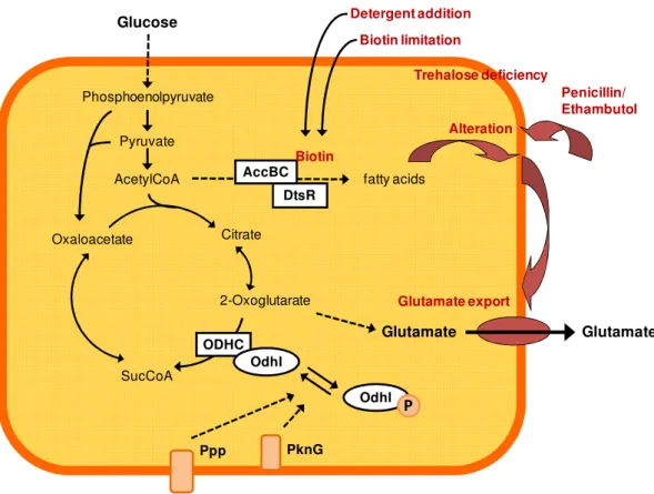Fig. 1.7: Model for the induction of glutamate production by C. glutamicum. 