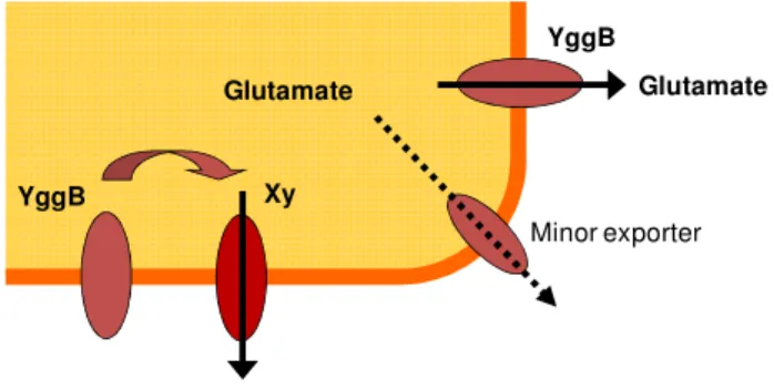 Fig.  1.8:  Possible  functions  of  YggB in the export of glutamate. 