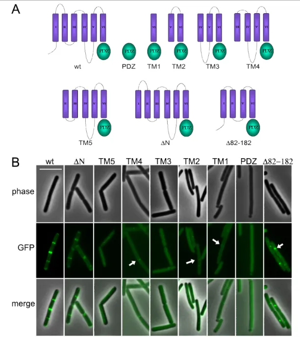 Figure 3.1. Localization of various MinJ truncations. A. Wild type MinJ consists of six transmembrane  helices, a cytoplasmic N-terminal tail and a C-terminal PDZ domain