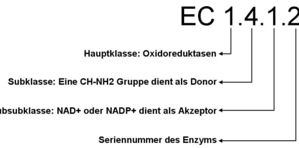 Abbildung 1 : Bedeutung des EC-Nummerncodes für das Enzym Glutamat-Dehydrogenase. 