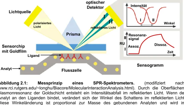 Abbildung  2.1: Messprinzip eines SPR-Spektrometers. (modifiziert nach: 