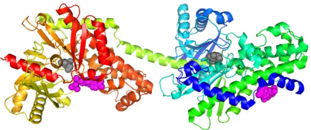 Abbildung 1-2: Hexokinase aus Homo sapiens, PDB 1DGK, Dimer. ATP magenta, Glucose grau
