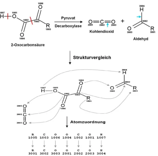 Abbildung 2-15: Die Erstellung der Reaktionsmatrix wird anhand der von dem Enzym  Pyruvatdecarboxylase katalysierten Reaktion erklärt, nach Leber [86]