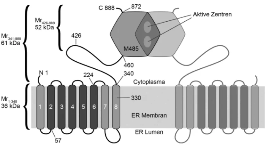 Abbildung 2.11.: Struktur der HMGR. Aminosäuren 57-224: Sterin-sensitive Domäne (SSD) [Brown 1999]