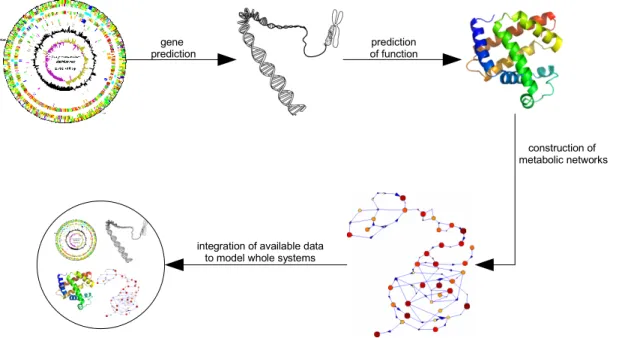 Figure 1: Diagram displaying the connection of the different “omics” fields and how the data generated  by them is used by systems biology to understand complete organisms and systems.