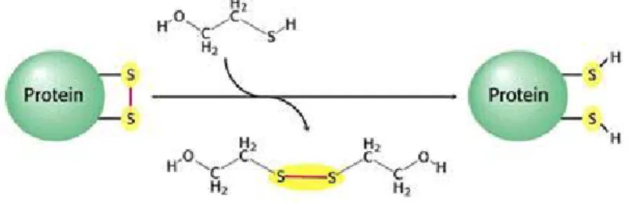 Fig. 1: Disulphide bond breakage. 