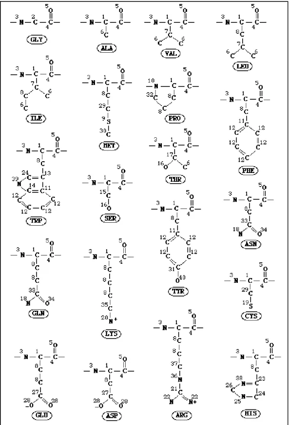 Fig. 2: Melo-Feytmans atom classification model (MF40). Amino acid atoms  were classified into 40 types according to their location, covalent connectivity  and chemical nature