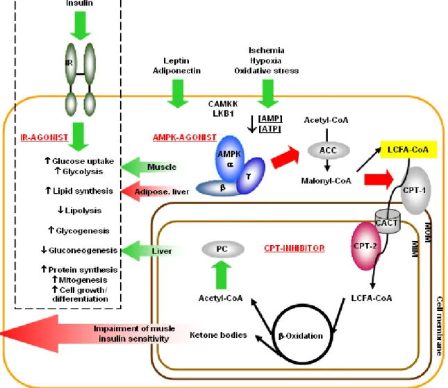Figure 2.3-1: The interrelation of the insulin signaling response (dashed box) with two key regulators of  glucose homeostasis and fatty acid metabolism, AMPK and the CPT-system