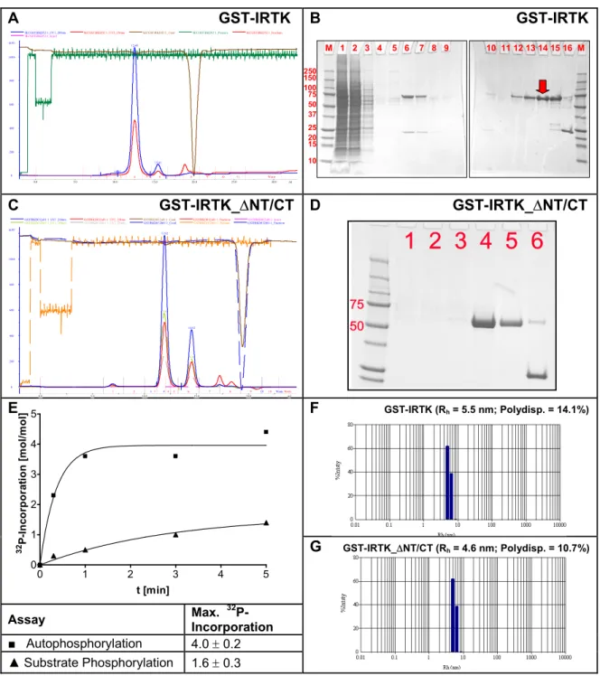 Figure 3.1.2-1: Purification and characterization of GST-tagged kinase domains of the IR and IGF-1R as  examplified by GST-IRTK and GST-IRTK_∆NT/CT (GST-IRK)