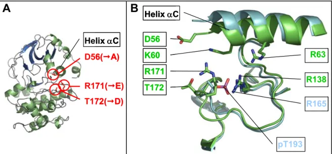 Figure 3.2.2.3-1: A, Homology model of AMPK_α2_1-339 in the standart orientation, i.e., looking down  helix  αC (amino- to carboxy terminus)