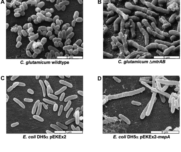 Fig. 6: Scanning electron micrographs showing C. glutamicum WT (A), and ∆mtrAB (B) as well  as E