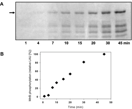 Fig. 13: Autophosphorylation activity of reconstituted MtrB-Strep in relation to the reaction  time