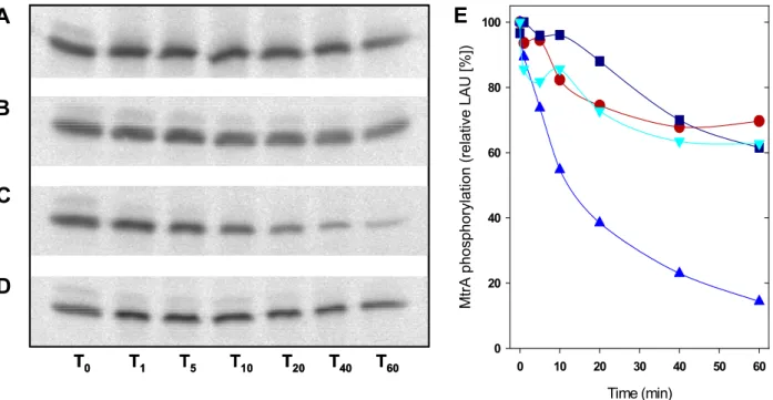 Fig. 16: MtrB-mediated dephosphorylation of MtrA-P. A -  D Phosphorimages of MtrA-P after  membrane-bound MtrB and [γ 33 P]ATP and ADP, respectively, were removed by ultracentrifugation and  subsequent gel filtration