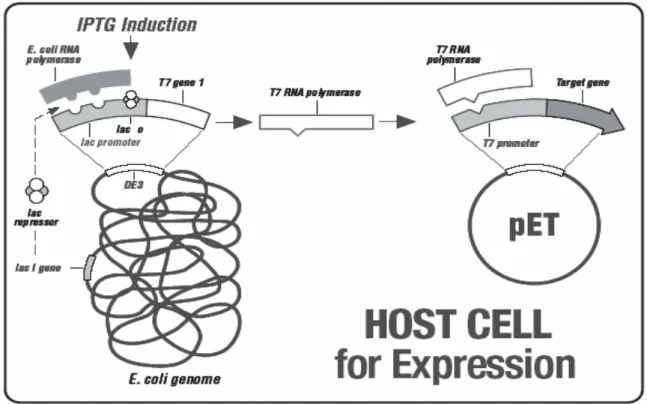 Abbildung 2-1. T7-Expressionssystem (Bildquelle: Novagen ) – In der Wirtszelle ist das Gen  für  die  T7-RNA-Polymerase  flankiert  von  DE3-DNA  im  Bakteriengenom  inseriert