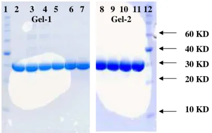 Abbildung 3-4. SDS-Polyacrylamidgele für die Wild-Typ L-HicDH und ihre Mutanten. Gel-1: 