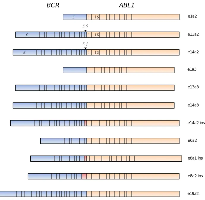 Figure 1: Exonic structure of the variant BCR-ABL1 transcript types reported in adult Ph+ ALL