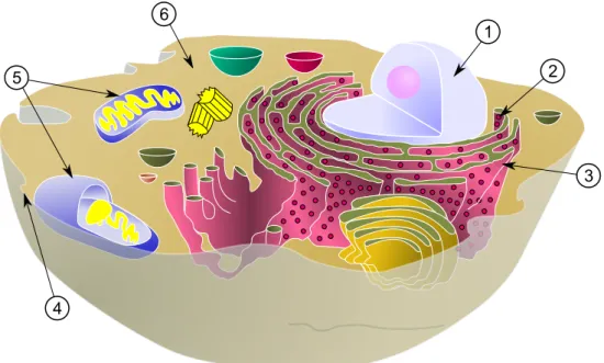 Abbildung 2.4: Typische eukaryotische Tierzelle. (1) Zellkern, (2) Ribosom, (3) En- En-doplasmatisches Retikulum, (4) Zellmembran, (5) Mitochondrien, (6) Zytoplasma